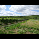 Auf der linken Rheinseite fuhren wir meist durch Weinfelder